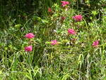 (237'233) - Alpenflora am 18.
