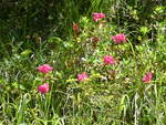 (237'234) - Alpenflora am 18.