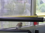 (171'733) - Ein Spatz im Postautoanh�nger am 12.