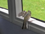 (171'734) - Ein Spatz im Postautoanh�nger am 12.