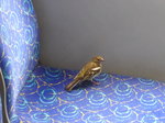 (171'735) - Ein Spatz im Postautoanh�nger am 12.