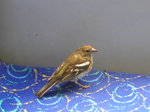 (171'736) - Ein Spatz im Postautoanh�nger am 12.