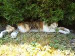 (127'969) - Katze Fortuna geniesst den Schatten am 12.