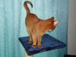 (131'074) - Eine Katze auf dem blauen Teppich am 22.