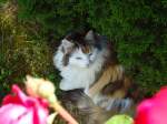 (133'937) - Katze Fortuna am Schatten am 30.