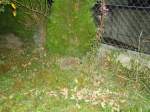 (135'453) - Ein Igel auf Besuch am 13.