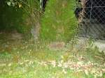 (135'454) - Ein Igel auf Besuch am 13.