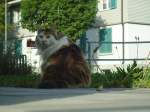 (140'969) - Katze Fortuna am 27.