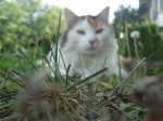 (140'970) - Katze Fortuna am 27.