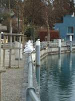 (142'526) - M�wen bei der Schiffl�ndte in Thun am 16.