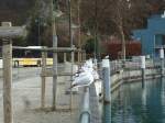 (142'527) - M�wen bei der Schiffl�ndte in Thun am 16.