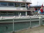 (142'530) - M�wen bei der Schiffl�ndte in Thun am 16.