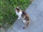 (161'706) - Katze Fortuna begutachtet den Rasen am 2.