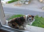 (161'709) - Katze Fortuna auf dem Fenstersims am 2.