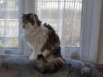 (168'725) - Katze Fortuna am 14.