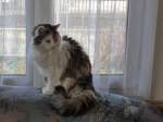 (168'726) - Katze Fortuna am 14.