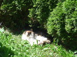 (174'274) - Katze Fortuna geniesst die Sonne am 22.