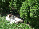 (174'275) - Katze Fortuna geniesst die Sonne am 22.