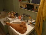 (189'599) - Kater Momo hat durst am 21.