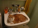 (189'601) - Kater Momo im Br�nneli am 21.