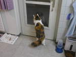 (213'198) - Katze Nimerya m�chte hinaus am 30.