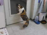 (213'199) - Katze Nimerya m�chte hinaus am 30.