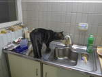 (213'209) - Kater Shaggy hat durst am 31.
