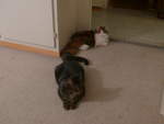(213'279) - Kater Shaggy und Katze Nimerya am 1.