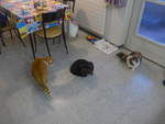 (213'282) - Kater Momo und Shaggy und Katze Nimerya begutachten sich am 2.