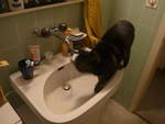 (213'434) - Kater Shaggy hat durst am 6.