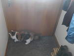 (213'437) - Katze Nimerya m�chte hinaus am 6.