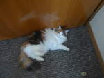 (213'439) - Katze Nimerya m�chte Hinaus am 6.