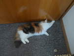 (213'440) - Katze Nimerya m�chte hinaus am 6.