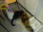 (213'808) - Kater Shaggy und Katze Nimerya beim Fressen am 12.