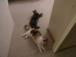 (213'811) - Kater Shaggy und Katze Nimerya am 12.