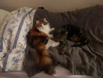 (213'956) - Katze Nimerya und Kater Shaggy auf dem Bett am 20.