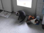 (213'985) - Kater Shaggy und Katze Nimerya in der K�che am 20.