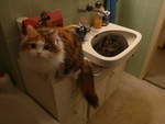 (213'993) - Katze Nimerya und Kater Shaggy im Bad am 24.