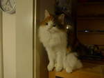 (214'110) - Katze Nimerya am 8.