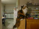 (214'116) - Katze Nimerya und Kater Shaggy am 8.