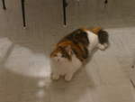 (214'176) - Katze Nimerya am 12.