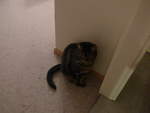 (214'177) - Kater Shaggy am 12.
