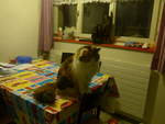 (214'180) - Katze Nimerya und Kater Shaggy in der K�che am 12.
