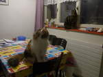 (214'181) - Katze Nimerya und Kater Shaggy in der K�che am 12.