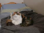 (214'226) - Katze Nimerya und Kater Shaggy auf dem Bett am 15.
