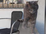 (215'927) - Katze Zana am 6.