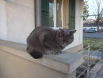 (216'929) - Katze Zana am 6.