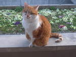 (224'646) - Kater Momo am 29.