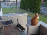 (225'507) - Katze Zana und Kater Momo am 3.