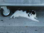 (238'033) - Katze am 12.